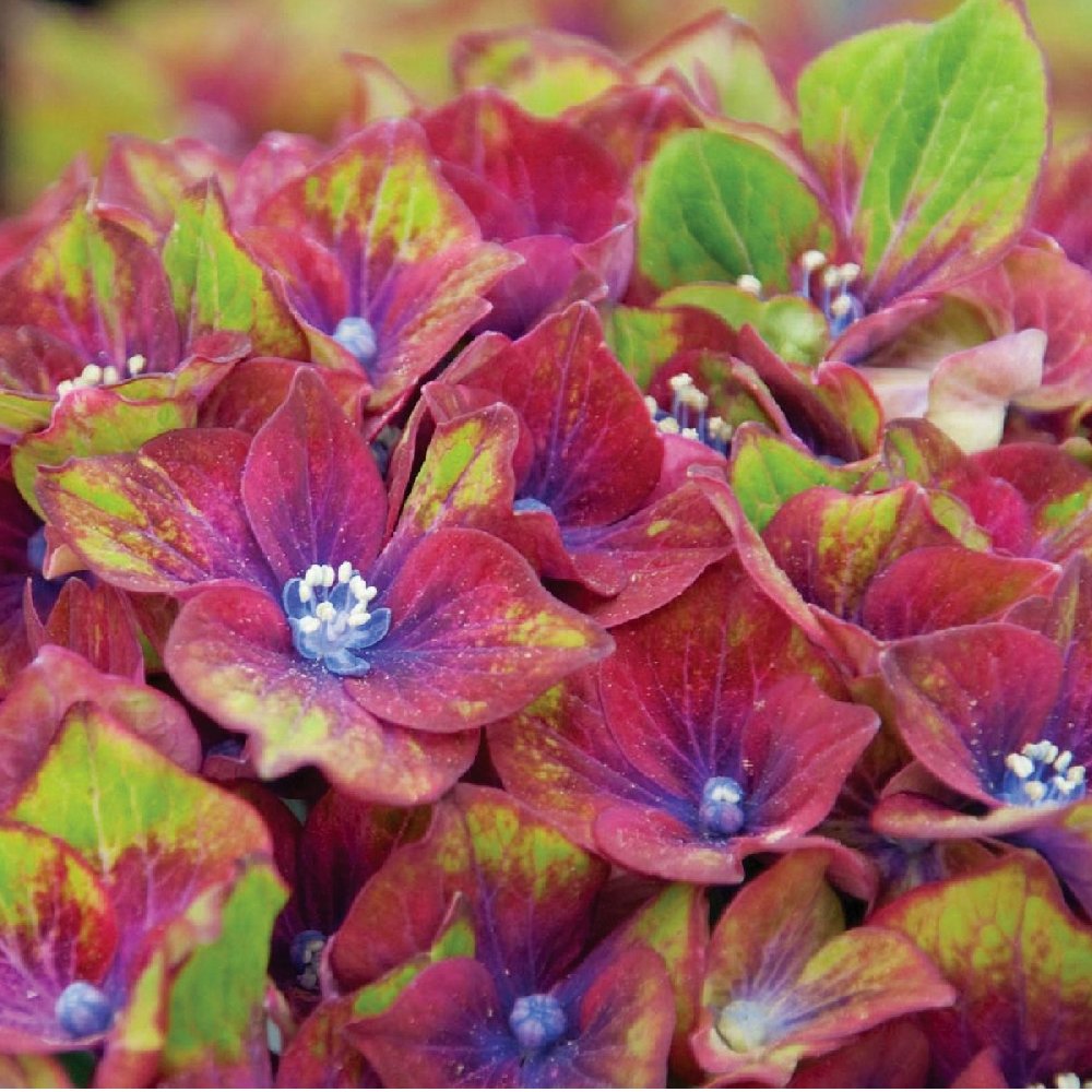 Cottage Farms Direct